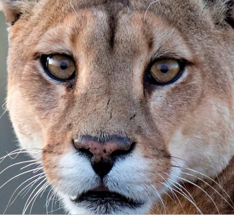 Unconfirmed cougar report prompts warning in Didsbury