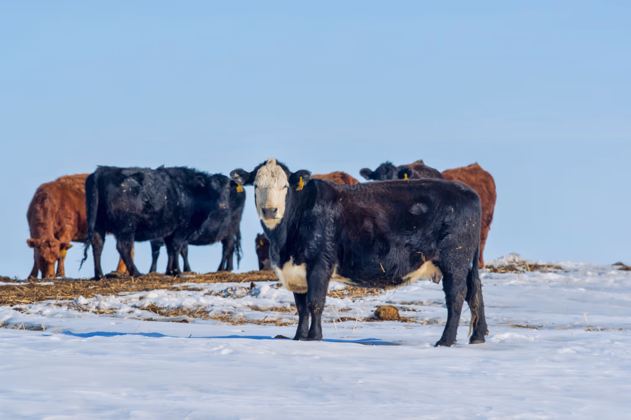 A new Alberta early winter forecast isn't quite like the rest of them