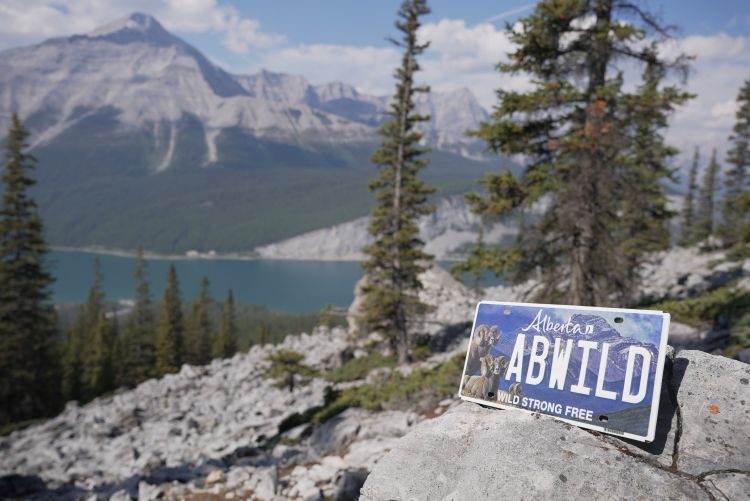 Bighorn sheep hit Alberta roads on new specialty licence plate