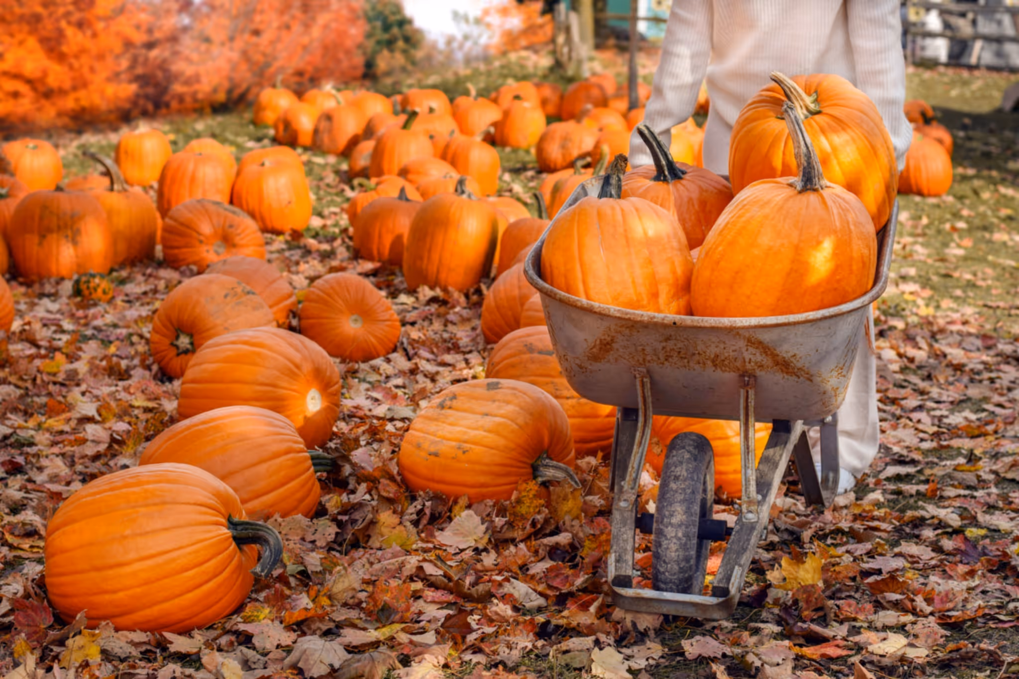 Fall Days at Calgary Farmyard: Tickets, events, and what to know