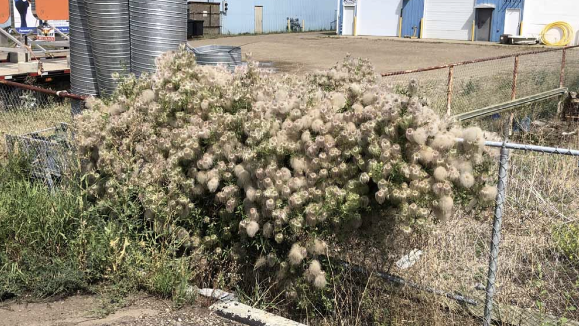 Rocky View County warns residents about invasive yellow clematis