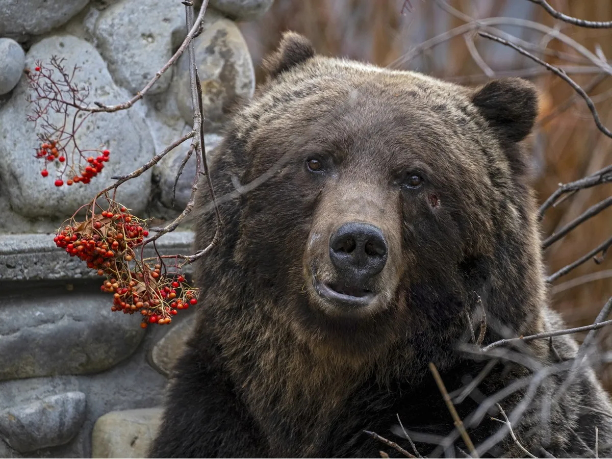 Surge in grizzly bear shootings under provincial program sparks alarm