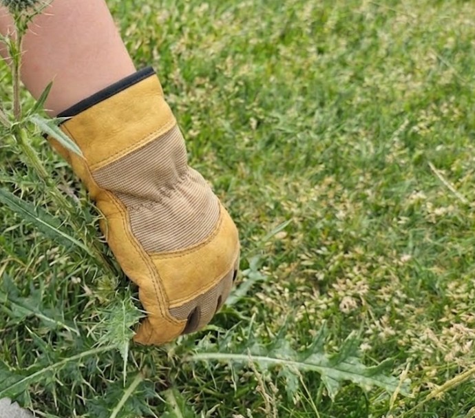 Earn $300 for your group by hunting thistles in Cochrane
