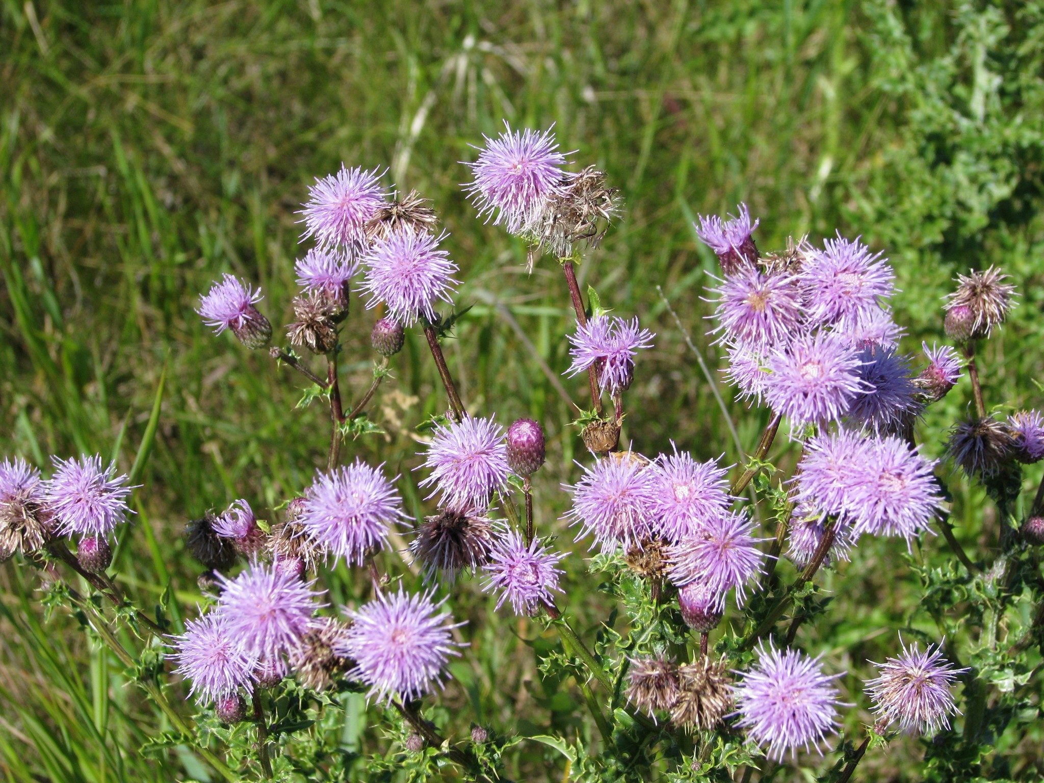 Rocky View County warns landowners about persistent Canada thistle